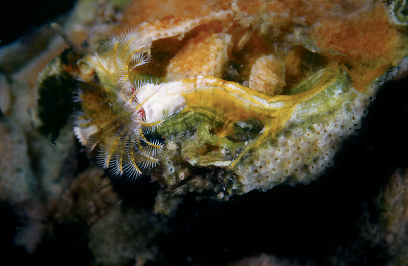 Serpula vermicurialis e Serpula concharum